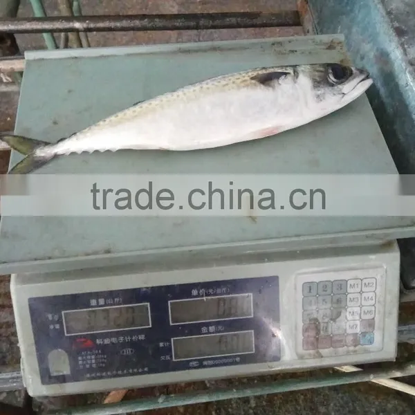 Frozen Pacific Mackerel Fresh Hot Sale Fish photo-4