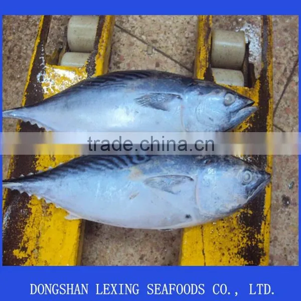 Frozen Bonito