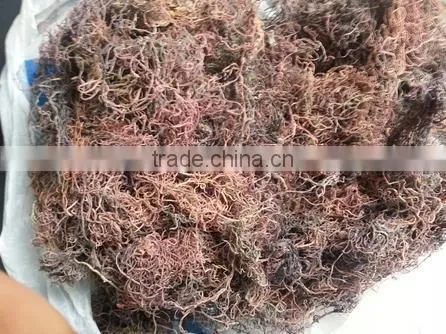 Gracilaria, Eucheuma Spinosum And Eucheuma Cottoni Seaweeds photo-5