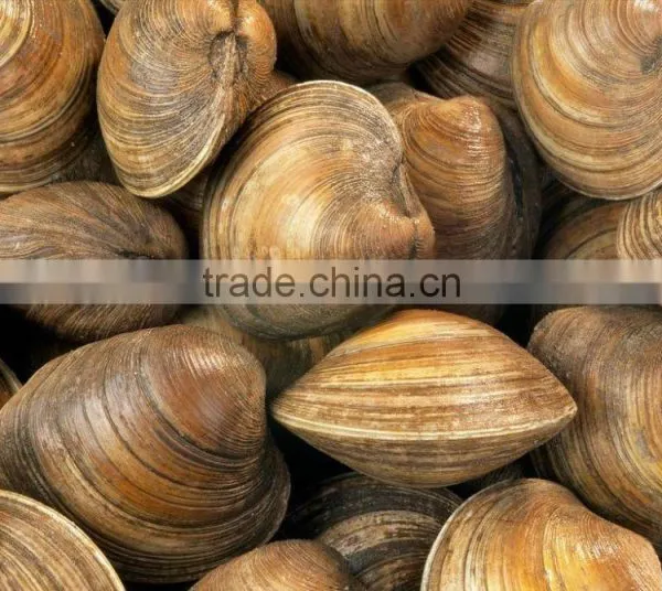 Cherry Stone photo-3