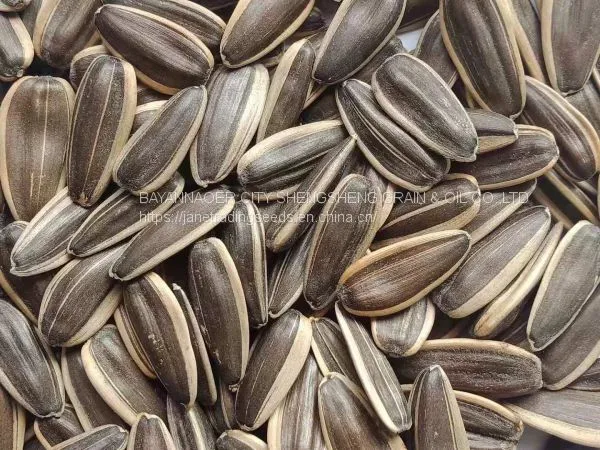 2019 New Crop Sunflower Seeds From Xinjiang