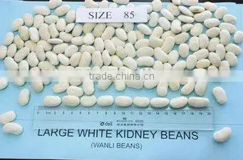 Large White Kidney Beans