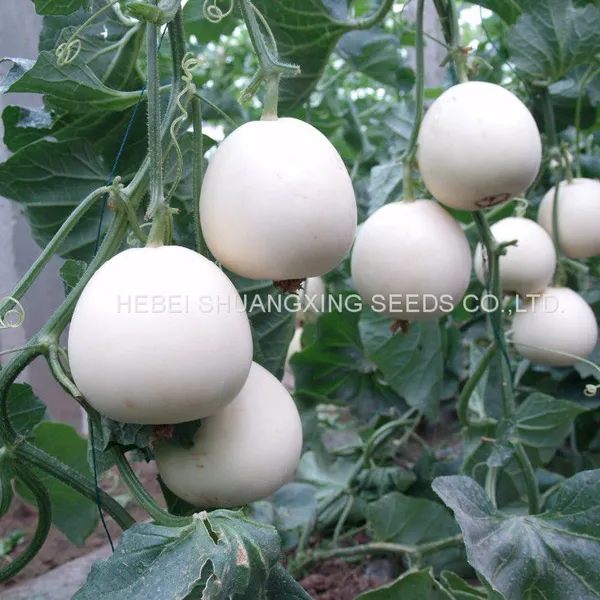Sweet Star No.21 Resist Diseases Hybrid Musk Melon Seeds photo-4
