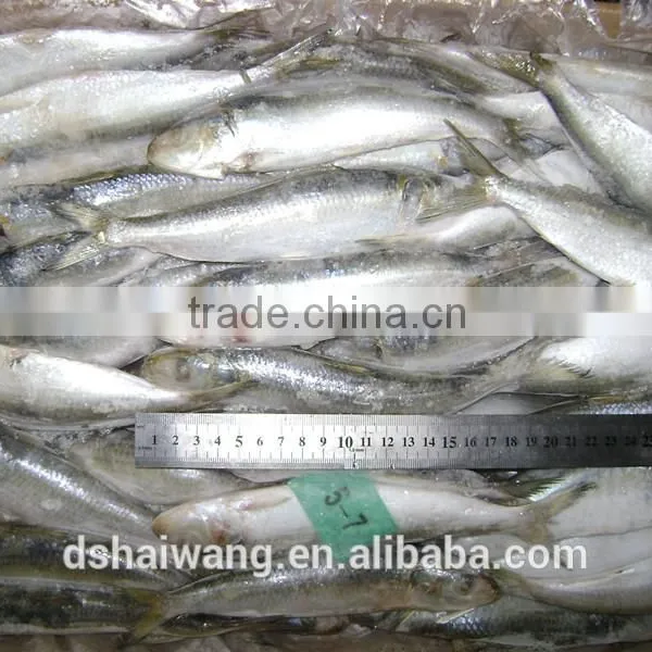 Frozen Sardine Frozen on Land photo-2