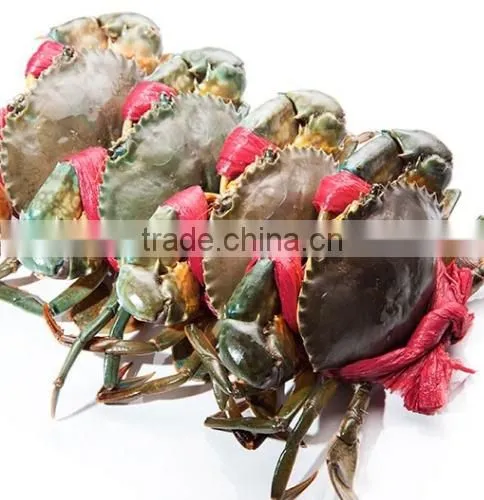Live Mud Crab (Male, Female, Eggs) photo-2