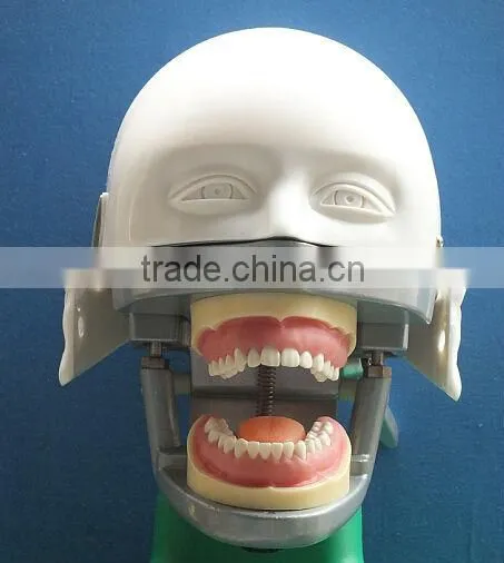 Dental Manikin Phantom Head/Dental Training Head Simulator Manikin With Torso for Student photo-2