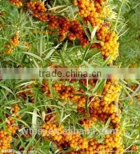 Organic.High Quality,Wild Sbt Pulp Oil Based On Pure Natural Raw Material photo-3