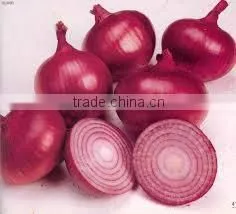 Win a Different Product From the Egyptian Onions photo-6