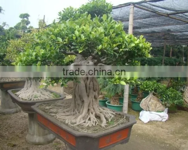 Artistic Best Bonsai of Ficus Microcarpa photo-2