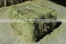 Alfalfa