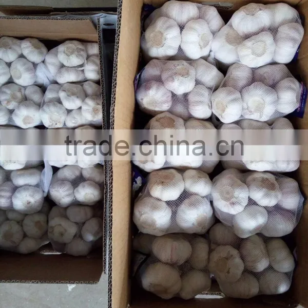 YUYUAN Brand Hot Sail Fresh Garlic Commercial Garlic Peeler photo-3