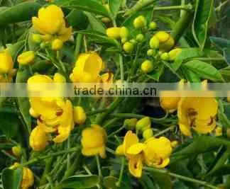 Cassia Angustifolia Extract photo-6