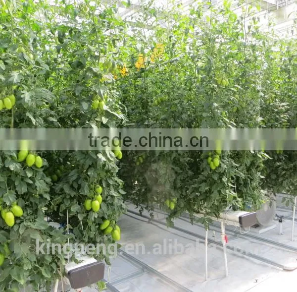 High Quality Multi-span Glass Greenhouse With Hydroponic System photo-3