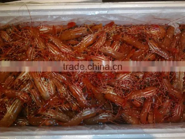 Live Spot Prawn photo-2
