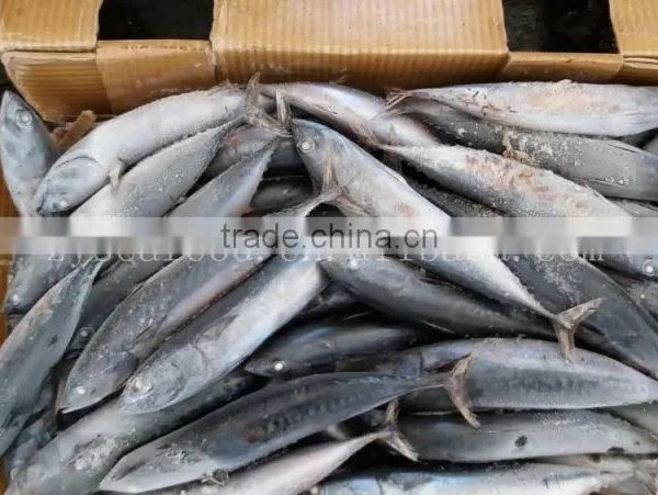 Frozen Fish Bonito/ Skipjack/ Tuna Whole Round 200g+ photo-3
