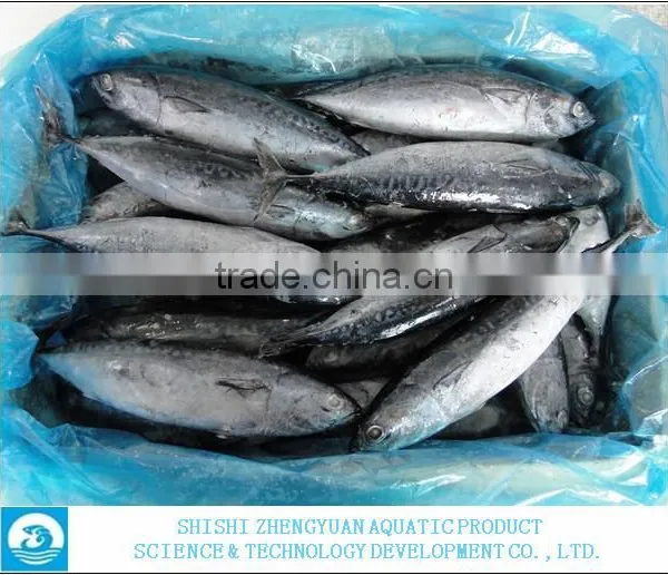 FROZEN BONITO TUNA WHOLE ROUND photo-2