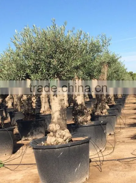 Olive Tree - Olea Europaea "Hojiblanca" photo-4