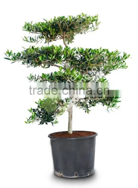 Olive Tree - Olea Europaea "Mini-Pompon"