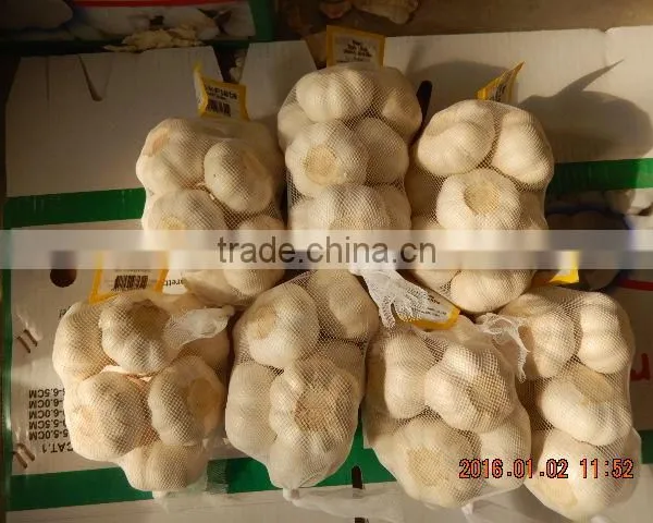 Garlic photo-4