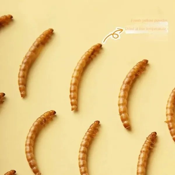 Dried Mealworms for Chickens and Birds