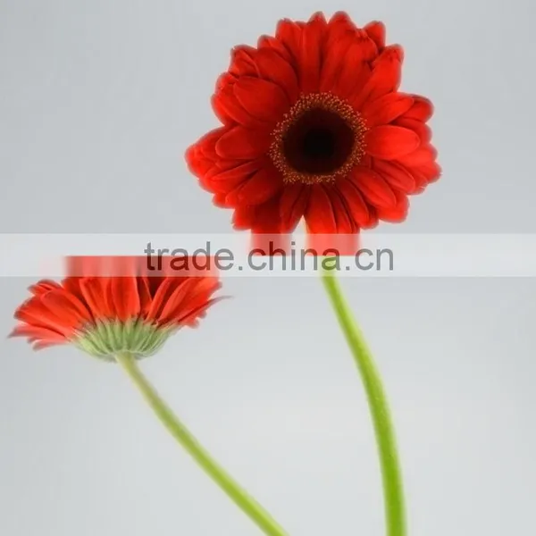 Bottom Price Savanna Dubai Fresh Flower Red Color Gerbera photo-6
