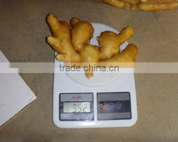 2015 Good Price of the Ginger From Shandong photo-2