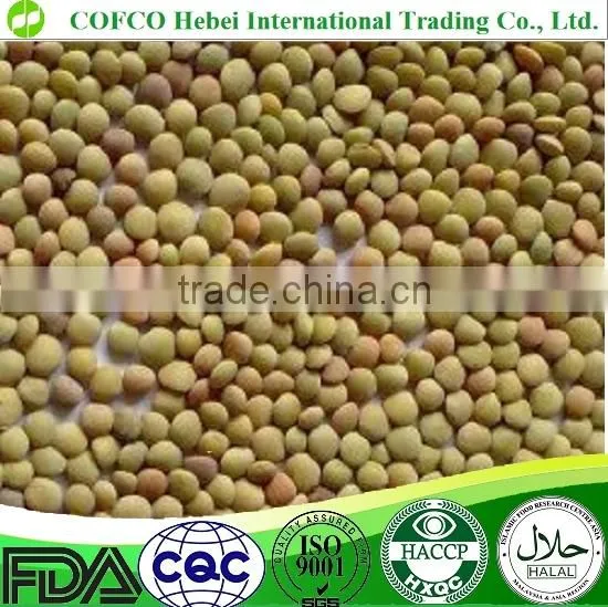 Green Lentils