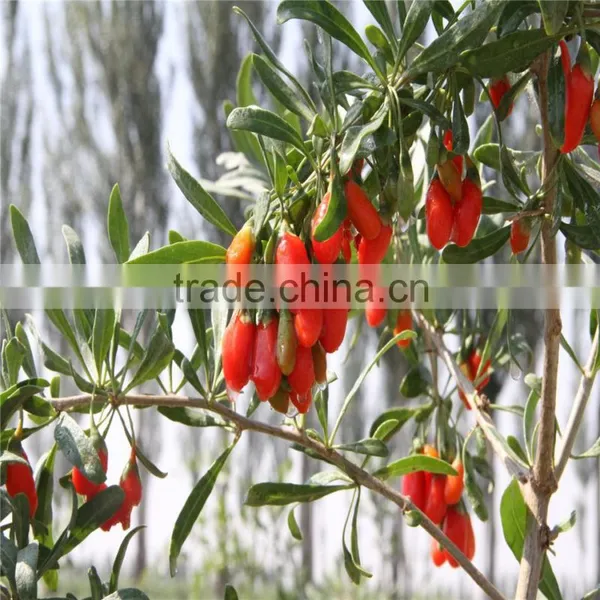 Ningxia Dried Wolfberry Wholesale for Lowering Blood Pressure photo-3