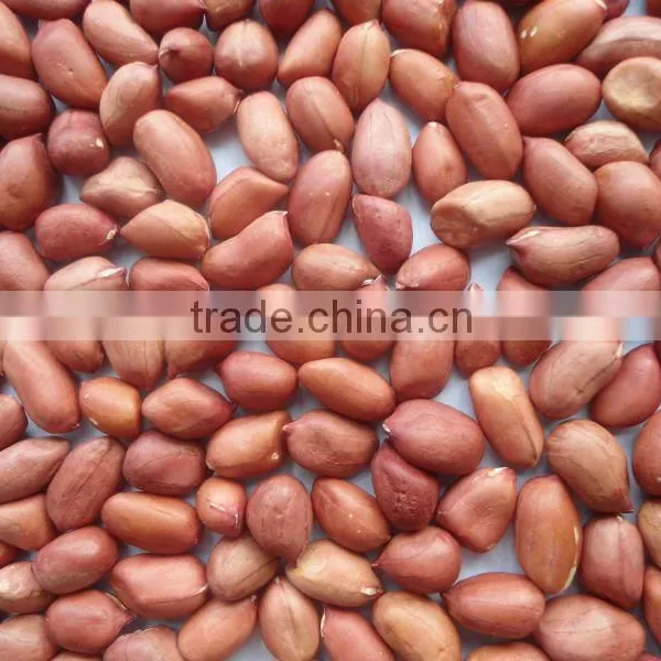 Shandong 2015 Crop Price of Peanut Seed photo-2