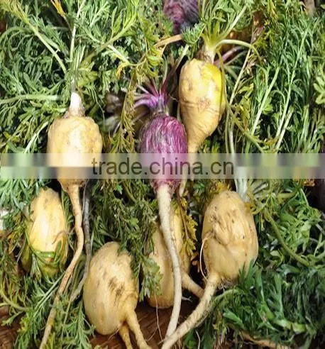 Maca Extract