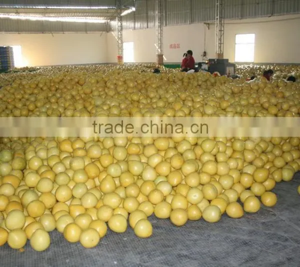Chinese Fresh Sweet Honey Pomelo Grapefruit photo-2