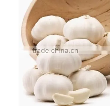 Common Cultivation Liliaceous Vegetables Garlic Fresh photo-3