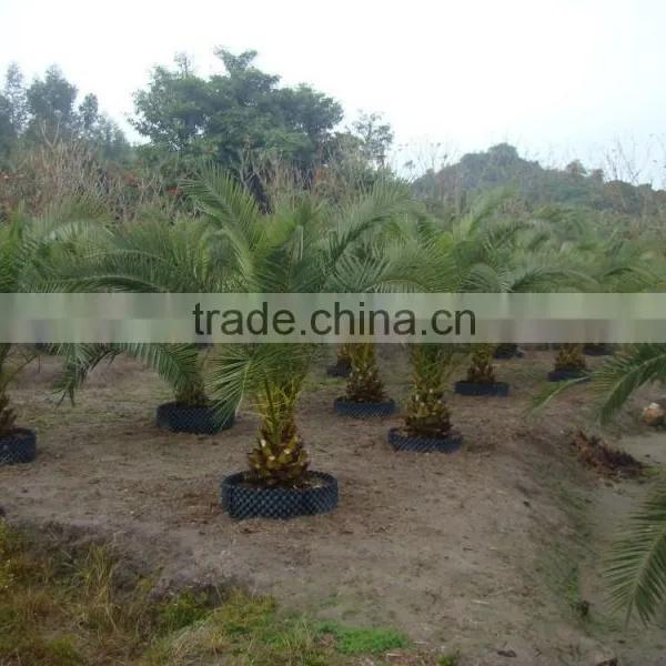 Wholesale Outdoor Ornamental Decrotive Landscaping Phoenix Canariensis Palm Trees Plants photo-4