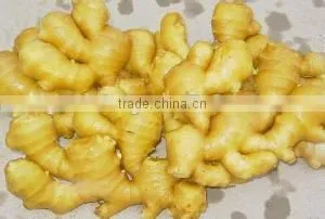 New 2016 Fresh Ginger for Overseas From Shandong photo-2