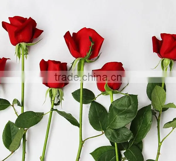 Cheap Fresh Red Rose Flowers With High Quality photo-3