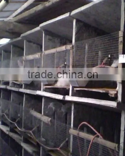 Best Selling Rabbit Drinker/nipple Drinker for Rabbit Poultry Farm Equipment photo-2
