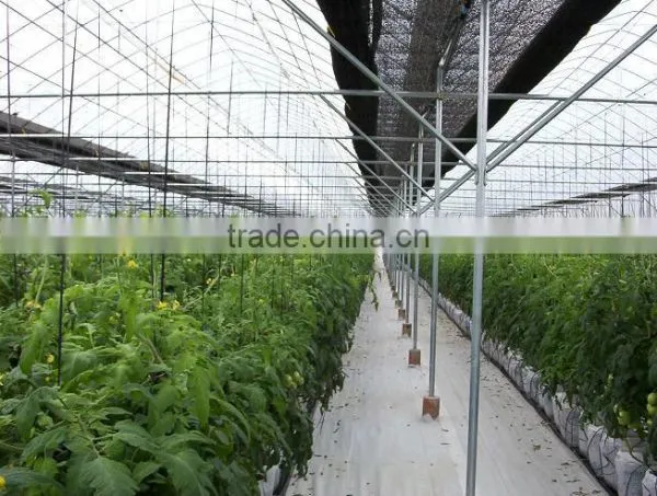 Commercial Greenhouse for Agriculture photo-6