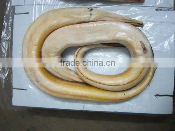 Conger Eel