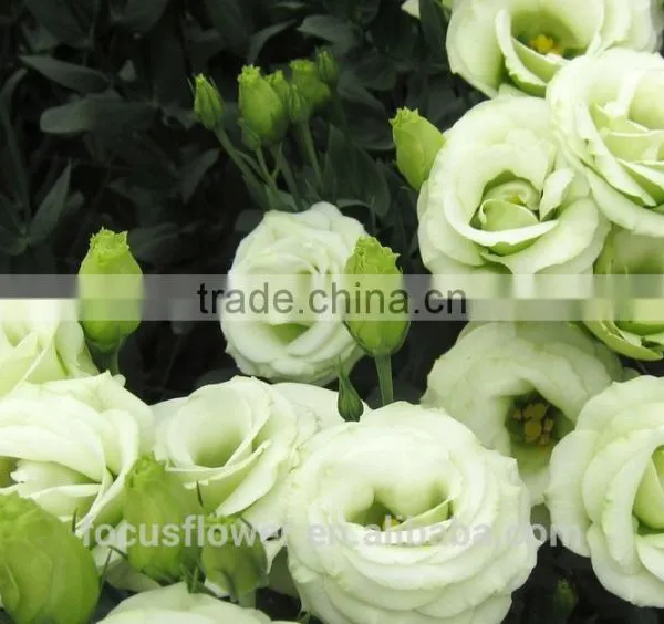 Right Season Fresh Green Eustomas With High Quality photo-4