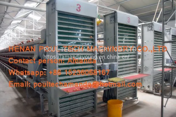 Chicken Farming A Type Battery Hen Chicken Cage & Laying Egg Chicken Coop With Automatic Chicken Cage for 120 Birds in Shed photo-3