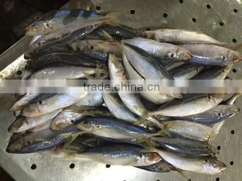 Frozen Mackerel Fish Equus Lacertus With Size 90 - 110 g / Pcs