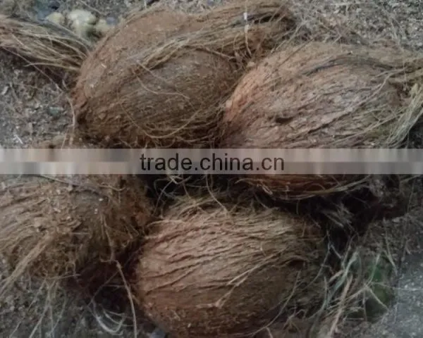Fresh Coconut