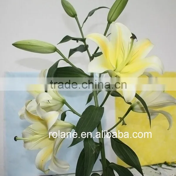 High-Level High Quality Fresh Flower Lily To The Beloved photo-3