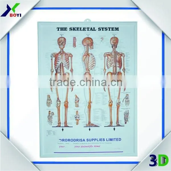 3D Embossed Plastic Medical Wall Posters, OEM 3D Anatomical Charts photo-2