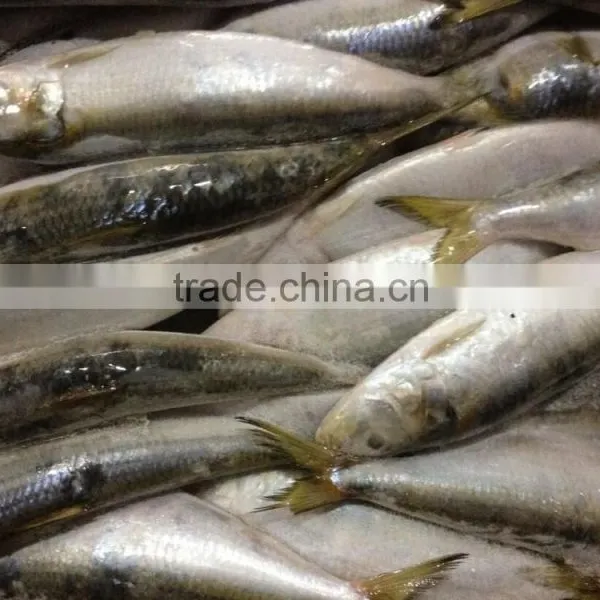 Hot Sale Fresh High Quality Sardine 140-160g,Lighting photo-2