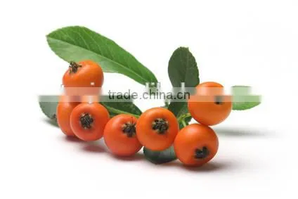 High Quality Pure Natural Improve Immunity Seabuckthorn Fruit Oil Healthcare Medical CQ2 Super Critical Extract photo-2