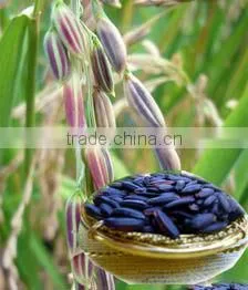 Sticky Rice Berry