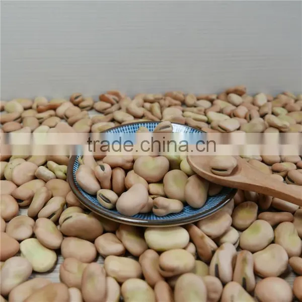 Broad Bean 2016 Crop Oil Bean High Quality photo-4