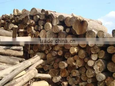ACACIA/EUCALYPTUS WOOD CHIPS photo-2