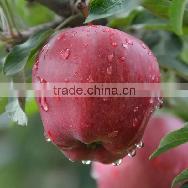 Chinese Fresh Apple Fresh Apple Fruit for Sale Fresh Apple Fruit Packing photo-3